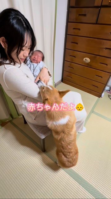 ママさんの腕に顎を乗せて赤ちゃんを見つめるコーギー