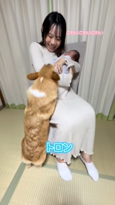 赤ちゃんの方に身を乗り出すコーギーと怖がる母