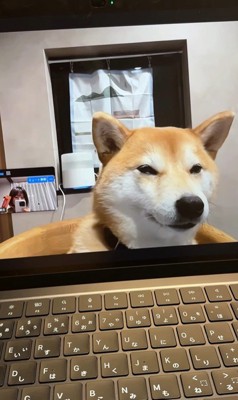 zoom会議中のみかんちゃん3