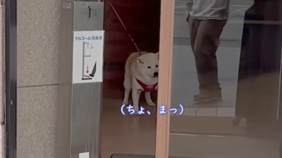 「ちょ、待って…」