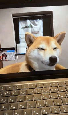 zoom会議中のみかんちゃん4