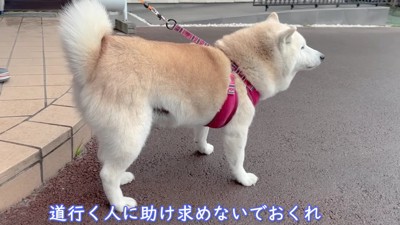 「置いて行かないで～」