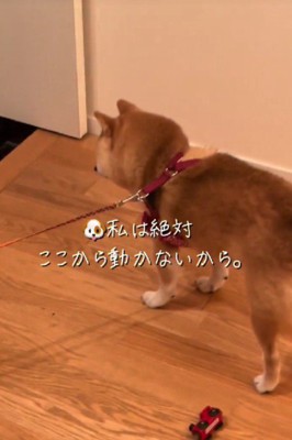 豆柴さんの方は…