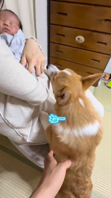 パパさんに止められるコーギー