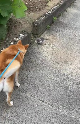 小さな子猫を発見！！