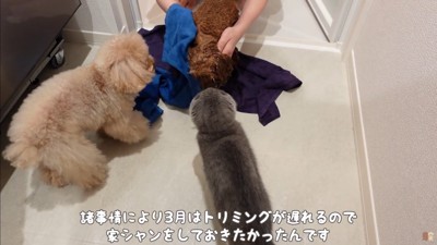 うゆちゃんのシャンプー中の出来事⑩