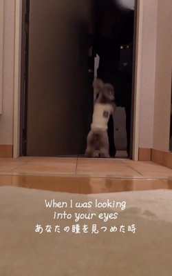 飛びつく犬