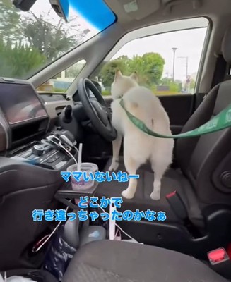 犬の後ろ姿