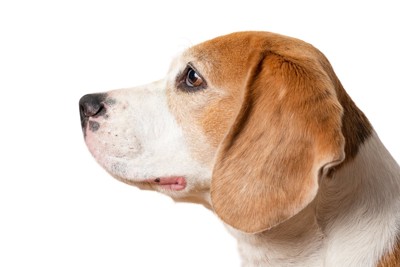 犬の横顔