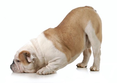 おしりを上げる犬