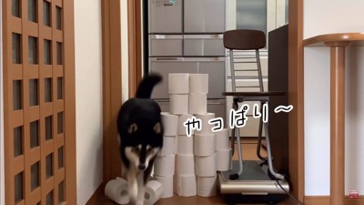 大河くんのトイレットペーパーチャレンジ9