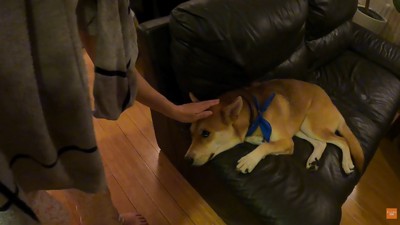 パック中のお母さんを見たワンジローくん9