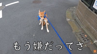 パック中のお母さんを見たワンジローくん4