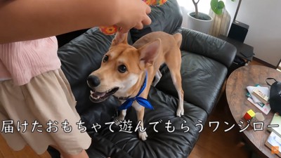パック中のお母さんを見たワンジローくん