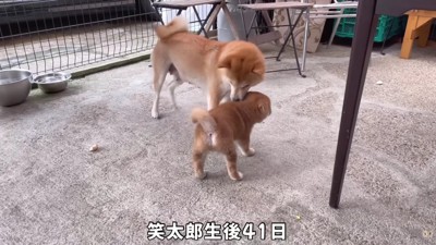 初めてお庭へ