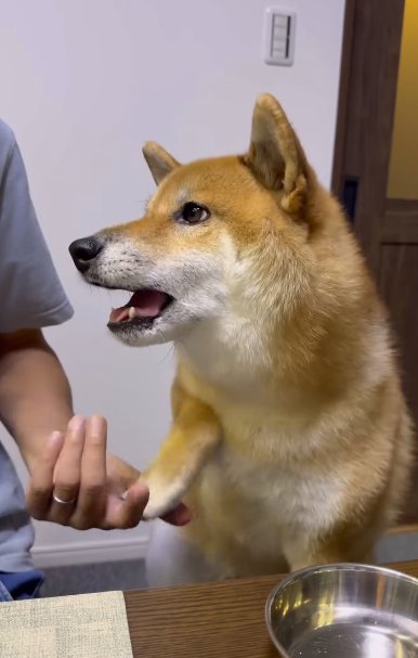 オテをする柴犬