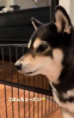 ご飯が食べたいももちゃん