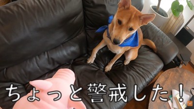 パック中のお母さんを見たワンジローくん2