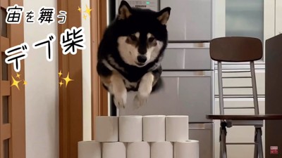 大河くんのトイレットペーパーチャレンジ7