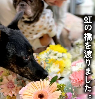 たくさんの花と犬