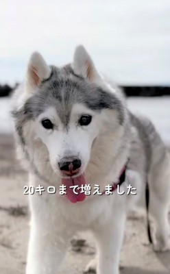 砂浜に立つ犬