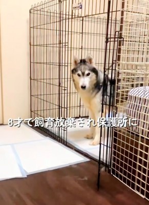 ケージの中から顔を出す犬