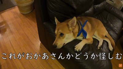 パック中のお母さんを見たワンジローくん7