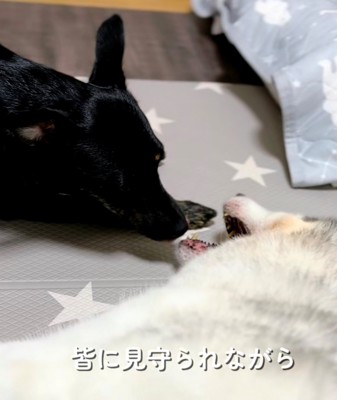 黒い犬と顔を寄せ合う犬