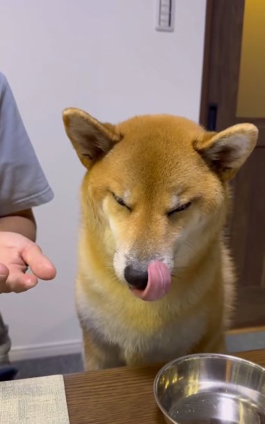 舌なめずりをする柴犬