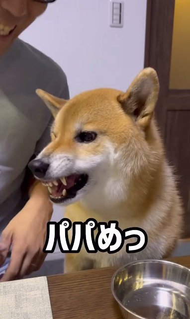 ムキ顔を見せる柴犬