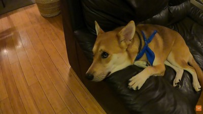 パック中のお母さんを見たワンジローくん8