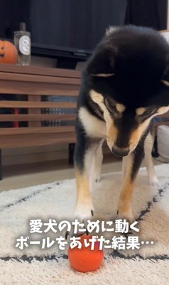 ボールで遊ぶはるちゃん