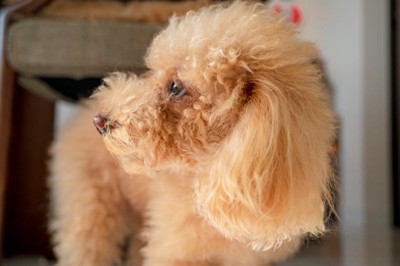 視線を逸らす犬