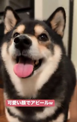 可愛いアピールするももちゃん