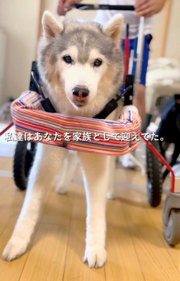 車椅子で立つ犬