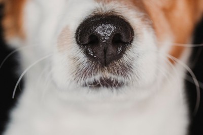 犬のヒゲ
