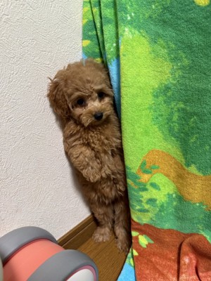 先住ウサギの洗礼