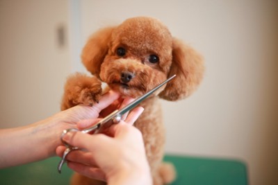 犬の顔周りをカット