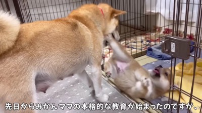 ママと一緒にサークル生活