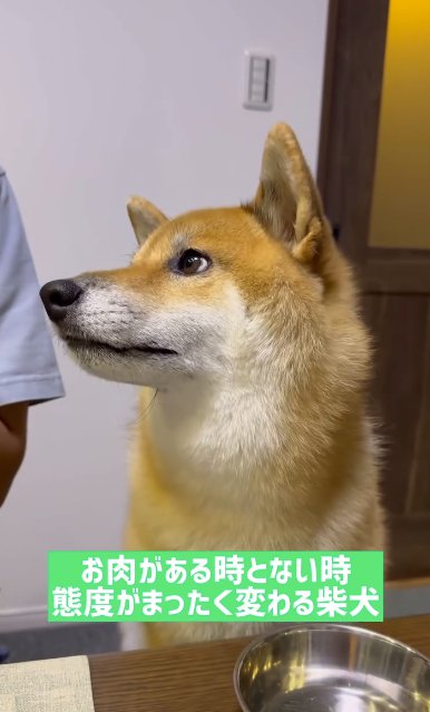 きらきらの瞳でお肉を見つめる柴犬