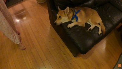 パック中のお母さんを見たワンジローくん6