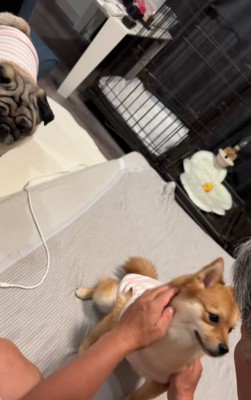 振り向く犬