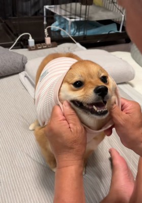 『今からマクドナルドの配達が来るから、吠えちゃダメ』と犬にお願いした結果→コント過ぎる光景が335万再生「爆笑した」「キレイなオチw」