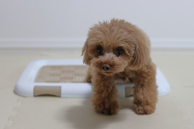 トイレトレーとトイプードル