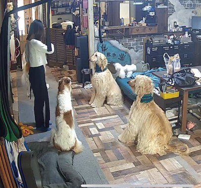 1日2日で外出→犬とのお留守を『娘に任せた』結果…カメラに映った『衝撃のやり取り』が432万再生「かっこよすぎて草」「カリスマ指導者w」