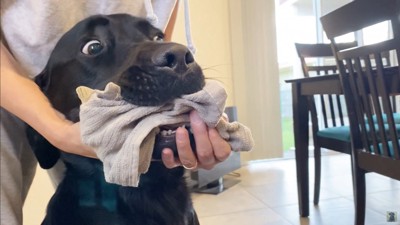 怒られる人形を見たえんぞう君の反応⑩