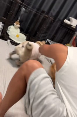 吠える犬たち