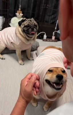 とんちゃん