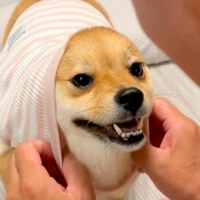 『今からマクドナルドの配達が来るから、吠えちゃダメ』と犬にお願いした結果→コント過ぎる光景が335万再生「爆笑した」「キレイなオチw」