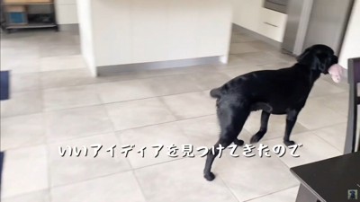 怒られる人形を見たえんぞう君の反応2